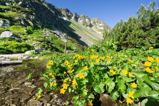 View of yellow wildflowers blooming by a mountain stream at Razcestie pod Hrubou Kopou with the rocky peaks of the Western Tatras in Ziar, Zilina Region, Slovakia.