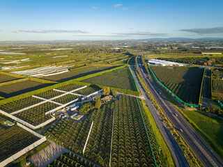 Fototapeta premium Kiwifruit orchards near Te Puke, New Zealand, the 