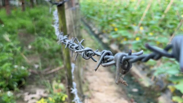 Barbed wire stretches along wooden fence posts forming a wire fence line with dense green vegetation visible behind the fencing structure. Security barrier.