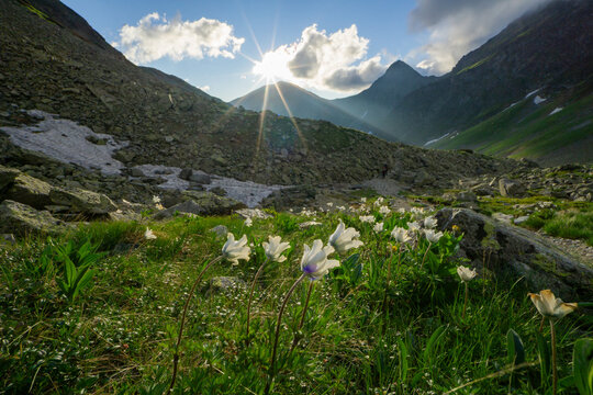 View of Smutne sedlo in the Western Tatras with white wildflowers in the foreground and a sunburst over the mountain peaks in Ziar, Zilina Region, Slovakia.