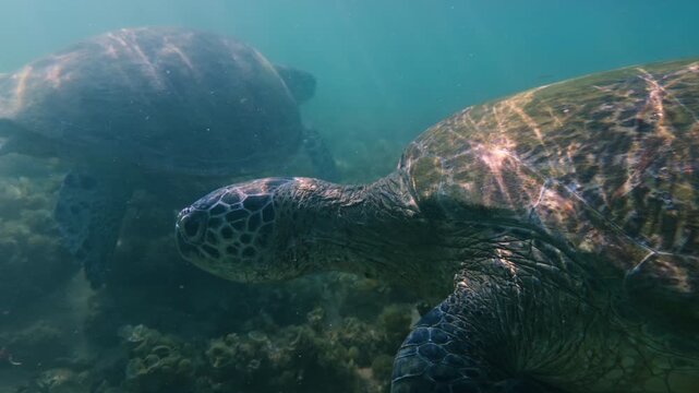 Detailed underwater view of a turtle shell and flippers in motion, Sri Lanka