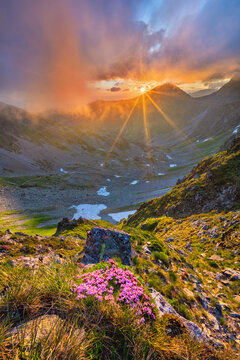 View of Smutne sedlo in Western Tatras with pink flowers in the foreground and sun rays over the mountain peaks during sunset Ziar, Zilina Region, Slovakia.