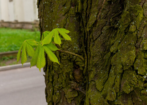 Fresh horse chestnut leaves grow from a textured tree trunk covered with green moss and lichen, showing spring renewal, bark detail, and natural urban tree growth.