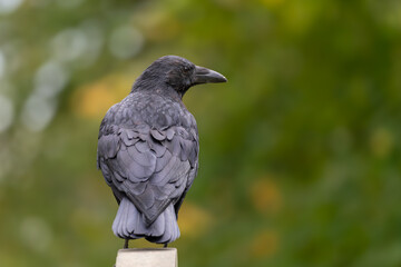 Fototapeta premium Carrion crow Corvus corone perched on stone post, Brompton Cemetery, London, UK
