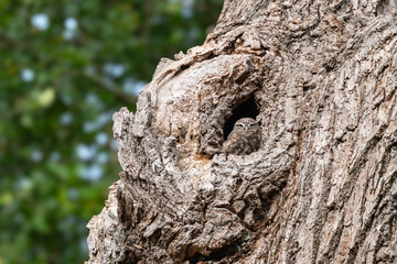 Fototapeta premium Little owl Athene noctua peering from natural tree cavity, Richmond Park, London