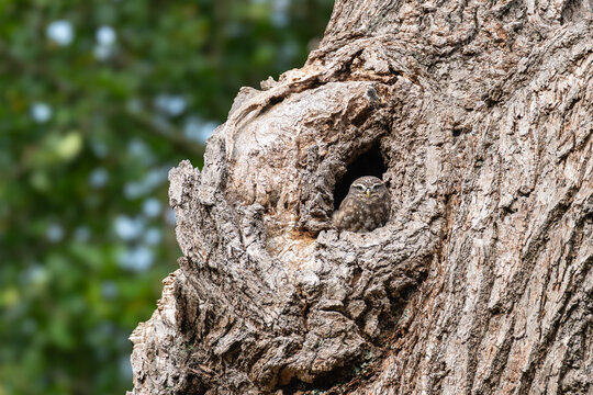 Little owl Athene noctua peering from natural tree cavity, Richmond Park, London