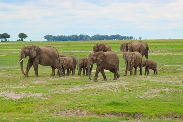 Fototapeta premium Elephants in Chobe National Park