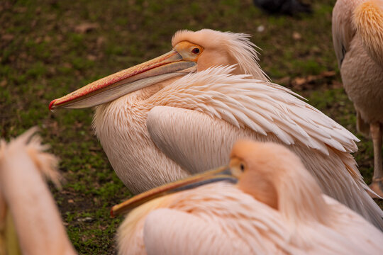 View of great white pelicans resting on the grass with their long beaks tucked into their feathers under soft natural light London, England, United Kingdom.