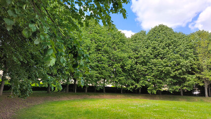 Obraz premium Row of Tall Linden Trees Forming a Green Canopy Over Manicured Lawn in Urban Park on a Sunny Summer Day