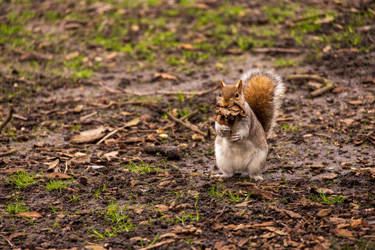 View of a grey squirrel standing on muddy ground with dry leaves in its mouth London, England, United Kingdom.