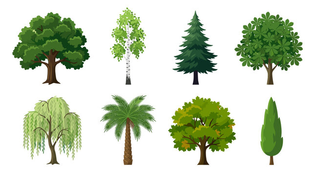 Collection of various trees including deciduous and coniferous types