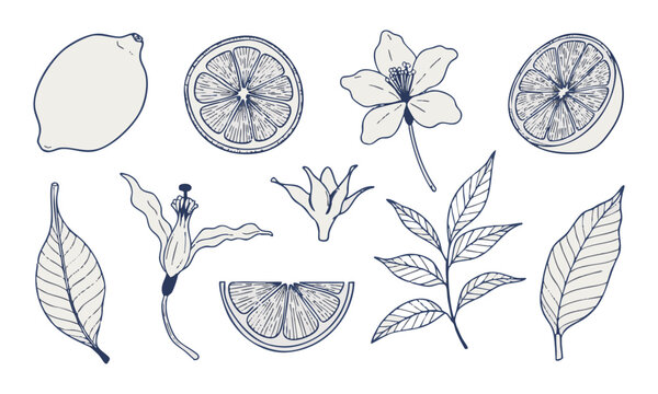 Fresh Lemon Botanical Decorative Outline Vector Set.