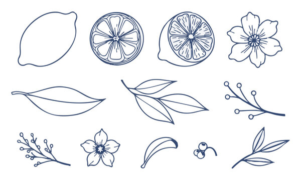 Botanical Lemon Citrus Fruit Monoline Illustration Vector.
