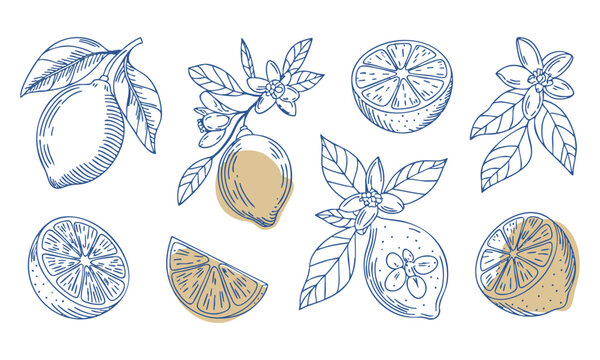 Blue Citrus Lemon Flower And Leaf Line Art Vector.