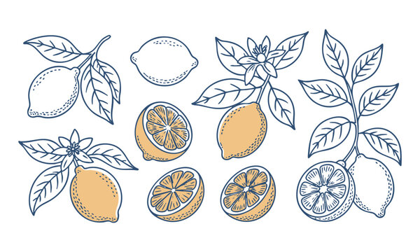 Citrus Lemon Leaf Flower Botanical Decorative Vector Art.