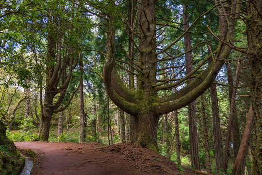 Unique ancient tree with large curved branches alongside a levada irrigation canal in the lush Laurisilva forest of Queimadas, Madeira Island, Portugal.