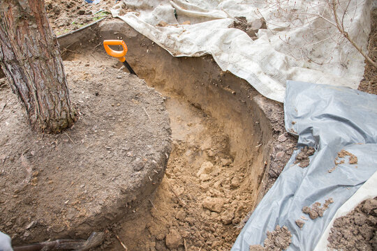 A tree and its root ball. Close up view. Digging a hole in the ground with a shovel.