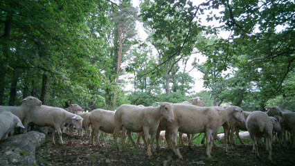 Naklejka premium Flock of Sheep, Auvergne, France.