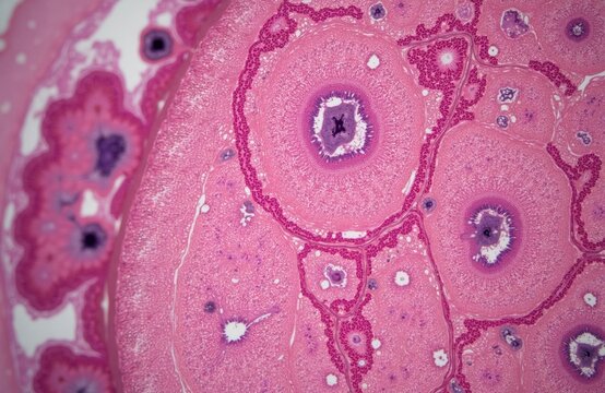 Microscopic view of ovary tissue showing follicles. Pink stained cells with purple nuclei and granular structures are visible under magnification. Cellular structures indicate ovum development.