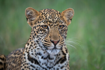 Fototapeta premium Close-up of leopard cub lies in grass