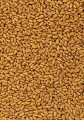 Fototapeta premium Abstract background of many golden wheat kernels spread out flat, creating a textured surface for copy space and design ,backdrop ,wheat ,closeup