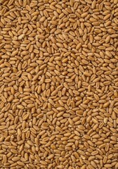 Fototapeta premium A full frame, close up abstract texture created by dry golden kernels of raw wheat, perfect for rustic food packaging or bakery backdrops ,texture ,diet ,food