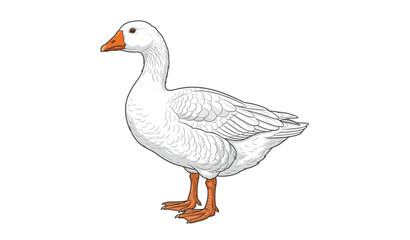 Realistic white goose vector isolated illustration © MdToufik