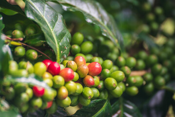 Fototapeta premium Coffee tree red green bean coffee bean green leaf bush. Red seed coffee bean robusta arabica ripe harvest farm garden. Berry plant fresh seed outdoor agriculture cultivated farmer