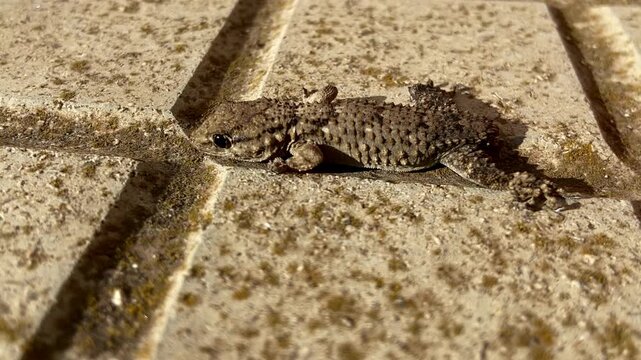 A wall gecko (Moorish gecko) with its tail torn off moves cautiously along a sidewalk. Mallorca, Spain.