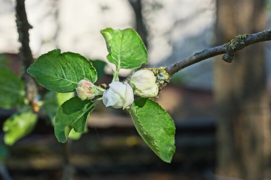 white flower buds on a thin branch of an apple tree with green leaves in a spring garden