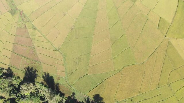 Aerial top view of the famous spider web rice paddies near Ruteng on Flores Island, Indonesia, showcasing geometric agricultural patterns in vibrant green and golden tones.