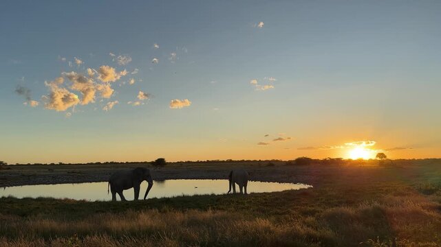 Elephants at waterhole at sunset in Etosha park, Namibia