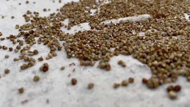 Ants eating pearl millet food. The ants go in a column. Ants carrying food.