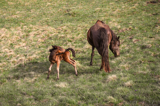 Young foal scratching itself while standing near its mother horse on a grassy pasture. Peaceful countryside scene capturing natural horse behavior in spring meadow.