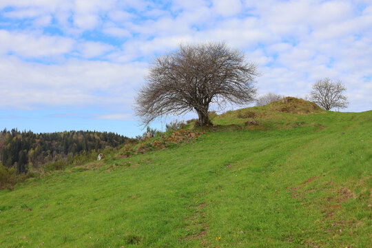 Arbre pench&eacute; dans le pr&eacute;