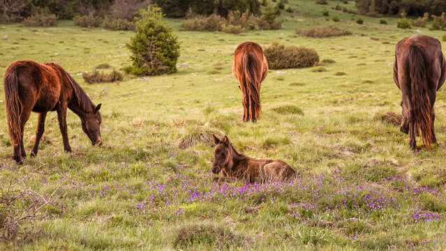 Young foal resting in a meadow filled with purple wildflowers while adult horses graze nearby. Peaceful countryside spring scene showing natural horse life and tranquility.