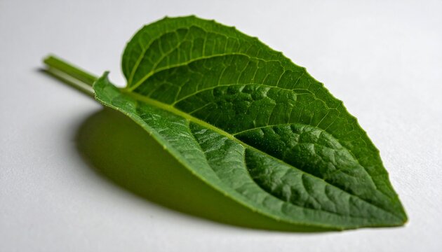 Fresh green epazote leaf with stem on white background close-up