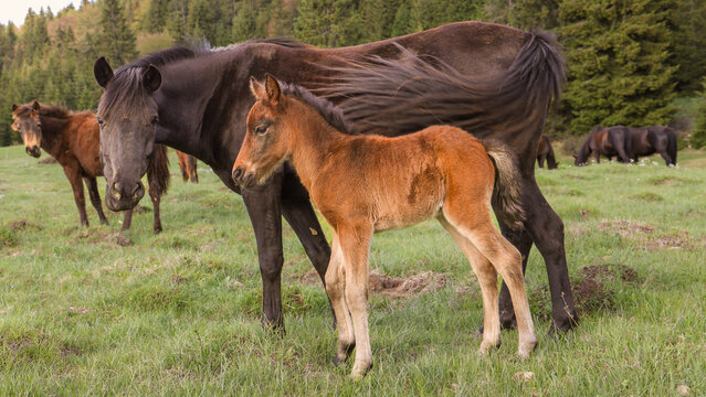 Brown foal standing beside its mother horse in a green meadow with grazing horses and forest background. Peaceful countryside scene with horses in natural spring landscape.