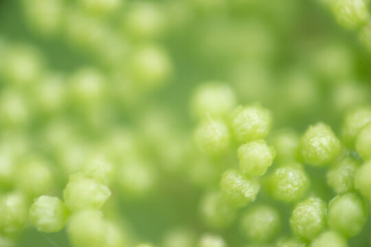 blume stempel makro nah detail