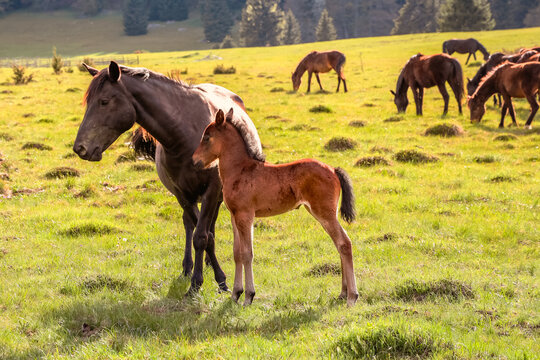 Brown foal standing beside its mother horse in a sunny mountain meadow with herd grazing in background. Peaceful rural spring landscape with wild horses on green pasture.