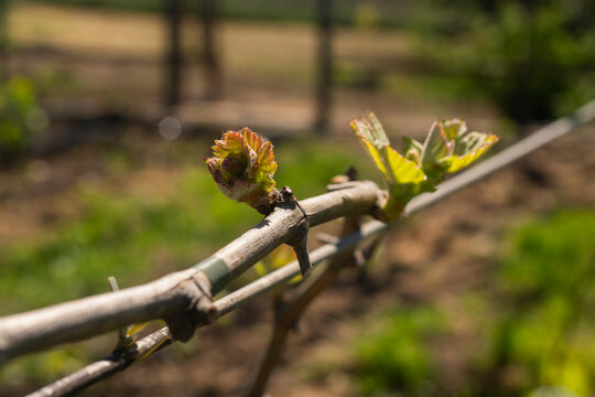 young grape shoots close up