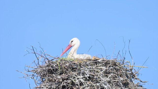 Video of a stork sitting in a nest