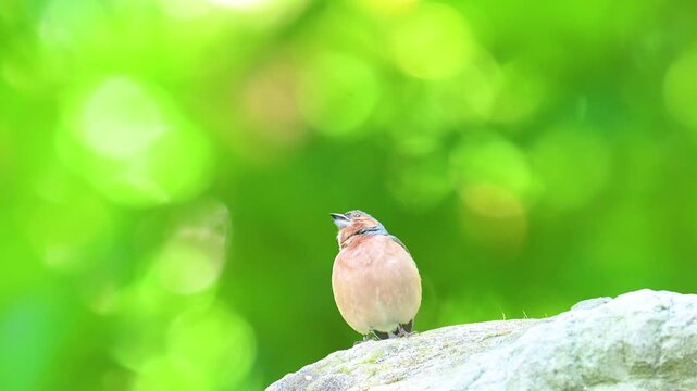 A video of a finch singing