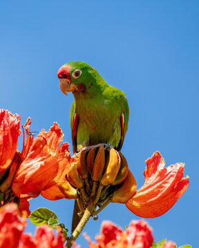 Crimson-fronted parakeet