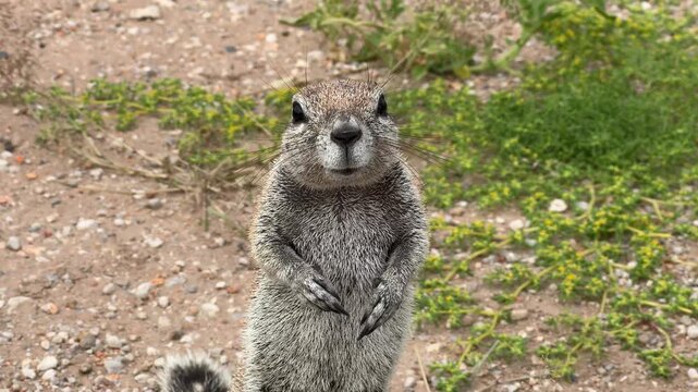 African ground squirrel eats standing up, Etosha, Namibia