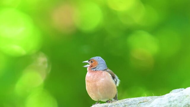 A video of a finch singing