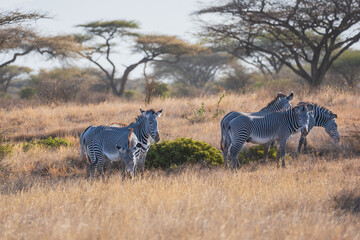 Fototapeta premium Herd of endangered Grevy's zebra stallions (Equus grevyi) in the arid savanna of Samburu National Reserve, Kenya.