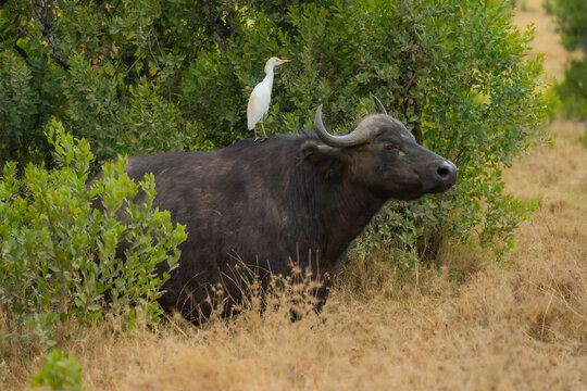 African buffalo (Syncerus caffer) standing in the tall grass of the savannah with an oxpecker bird, Meru National Park, Kenya. 