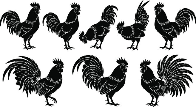 Collection of black rooster silhouettes showing diverse tail feather shapes, body postures, and head orientations for decorative concepts