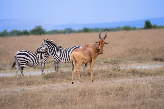 A Coke's hartebeest (Alcelaphus buselaphus coki) looking back toward the camera with two Plains zebras in the background, Maasai Mara, Kenya.